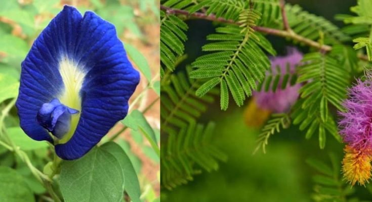 घर में लगाएं इन 3 पौधों में से भी कोई 1 पौधा… घर में कभी नहीं होगी पैसों की कमी घर में लगाएं इन 3 पौधों में से भी कोई 1 पौधा… घर में कभी नहीं होगी पैसों की कमी