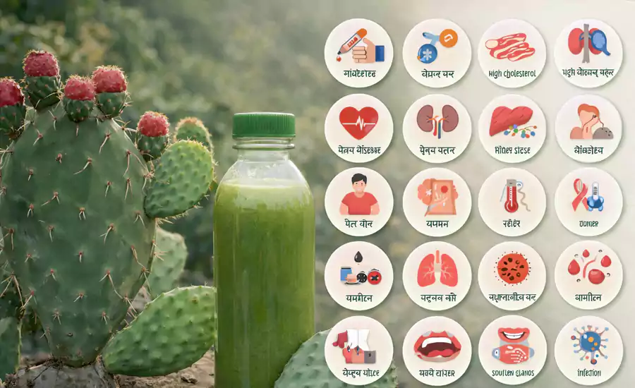 नागफनी इन 20 रोगों में किसी वरदान से कम नही, करती है संजीवनी बूटी की तरह काम, जरूर पढ़े और शेयर करे नागफनी इन 20 रोगों में किसी वरदान से कम नही, करती है संजीवनी बूटी की तरह काम, जरूर पढ़े और शेयर करे