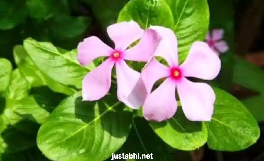 ये चमत्कारी पौधा बड़े से बड़े रोगों को जड़ से उखाड़ फेंकेगा वो भी मात्र 10 दिनों में, इसके बारे में जाने अभी ये चमत्कारी पौधा बड़े से बड़े रोगों को जड़ से उखाड़ फेंकेगा वो भी मात्र 10 दिनों में, इसके बारे में जाने अभी