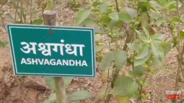 किसी भी फूड प्रोडक्ट में अश्वगंधा की पत्तियों पर रोक, सिर्फ जड़ का ही होगा इस्तेमाल